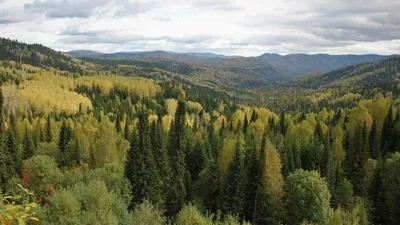 Что такое нормальный лес? Диалог в семи вопросах и ответах - Відкритий ліс