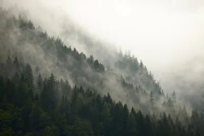 Обои лес, туман, деревья, горы, кроны, верхушки картинки на рабочий стол,  фото скачать бесплатно