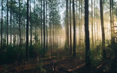Фон леса, очень крупным планом, …» — создано в Шедевруме