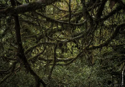 Танцующий лес на Куршской косе и его загадки -