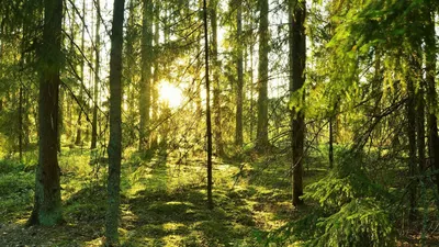 Лесная терапия: как прогулки по лесу улучшают здоровье и снижают уровень  стресса - Recycle