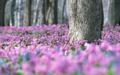 Фиолетовые Лесные цветы - фото и картинки: 60 штук