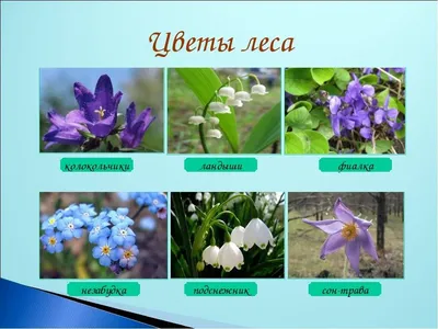 Цветочный рай: дальневосточные первоцветы, пьянящие и чарующие, во всей  своей красе - AmurMedia.ru