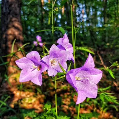 Лесные цветы. :: юрий Амосов – Социальная сеть ФотоКто