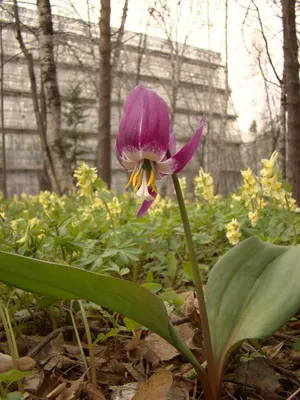 Заповедные цветы: красота в дикой природе, а не в вазе - «Экология России»