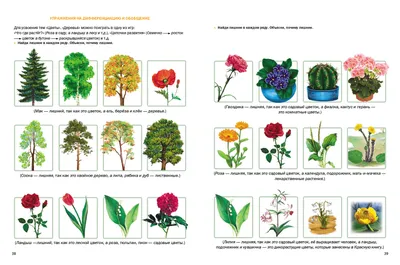 Цветы в лесу, фото, названия и описания