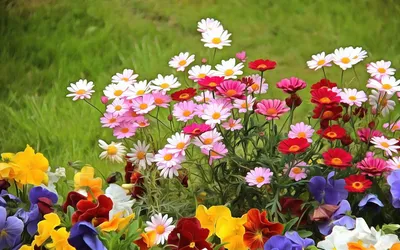 Летние цветы» картина Джанильятти Антонио маслом на холсте — купить на  ArtNow.ru