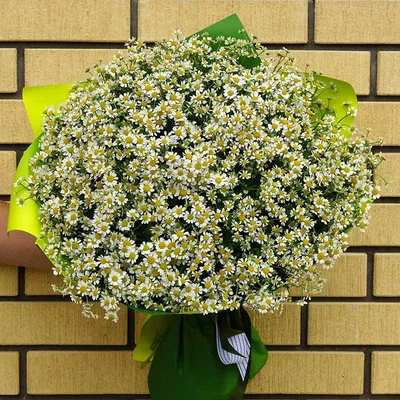 Летние цветы. :: Валерия Комова – Социальная сеть ФотоКто