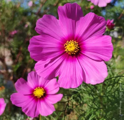 Какие цветы цветут летом: названия и фото | Блог Семицветик