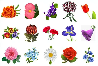 Летние Цветы — стоковые фотографии и другие картинки Без людей - Без людей,  Белый, Ботаника - iStock