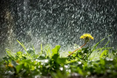 Просто летний дождь, реалистичный, …» — создано в Шедевруме