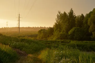 летний дождь. дождь в лесу с солнечными лучами между деревьями. абстрактный  естественный фон Стоковое Изображение - изображение насчитывающей бобра,  красивейшее: 230270581