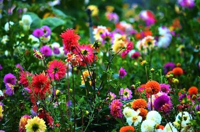 Самые красивые летние букеты - статьи интернет-магазина «Доставка цветов».