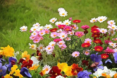 Цветы летние садовые (58 фото) - 58 фото