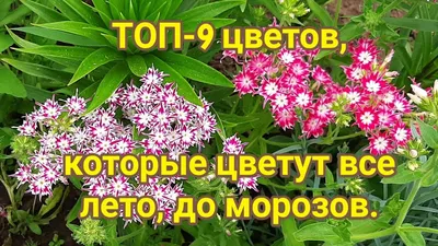 Цветы Lilium|Купить Букет \" Летний дождь \" в Щёлково с доставкой