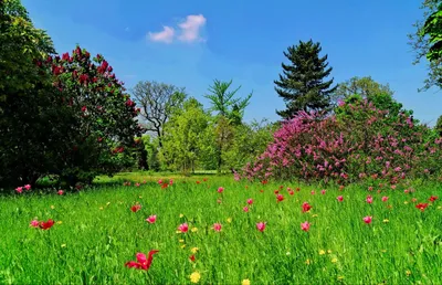 лето красивые цветы синие Фон Обои Изображение для бесплатной загрузки -  Pngtree