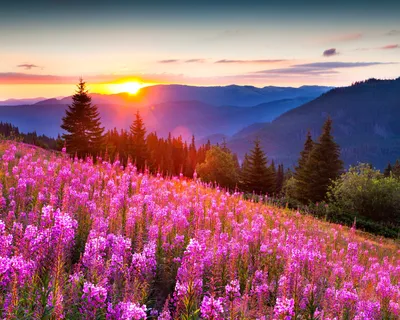 Скачать обои лес, лето, свет, цветы, горы, природа, фото, позитив, раздел  природа в разрешении 1280x1024