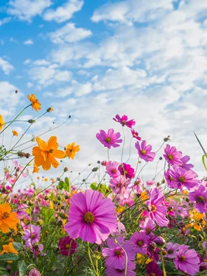 Фотография Лето Небо Цветы Космея 600x800