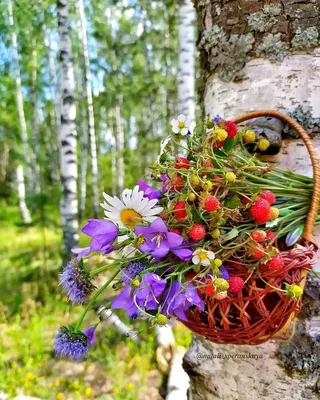 ЛЕТО! 🦋🍃🌼🍓🍀🌼🌿🦋 природа | Природа, Цветочные композиции, Цветочный