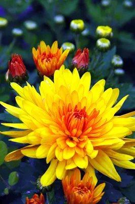 Растения Цветы Летние - Бесплатное фото на Pixabay - Pixabay