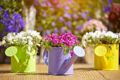 Какие цветы цветут летом: названия, описания и фото | Блог  интернет-магазина АртФлора
