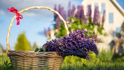 Растения Цветы Летние - Бесплатное фото на Pixabay - Pixabay
