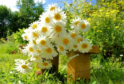 Летний цветок чистый фон Обои Изображение для бесплатной загрузки - Pngtree