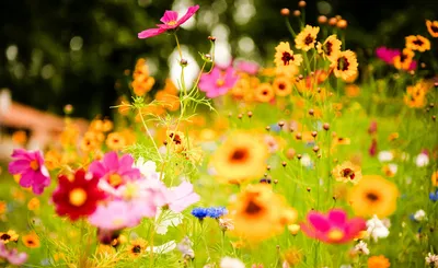 Летний букет из красивых полевых цветов | Обои для телефона