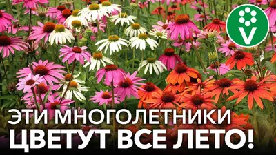 Какие цветы цветут все лето - Быль нового Ржева