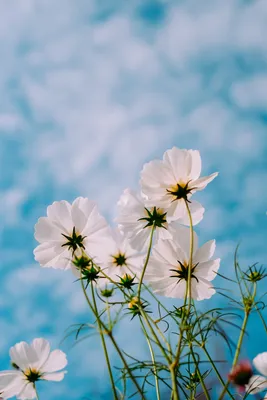 Цветы Лето Природа - Бесплатное фото на Pixabay - Pixabay