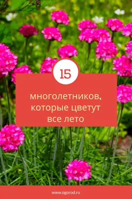 10 ПОТРЯСАЮЩИХ МНОГОЛЕТНИКОВ, КОТОРЫЕ ЦВЕТУТ ВСЕ ЛЕТО И КУСОЧЕК ОСЕНИ! -  YouTube