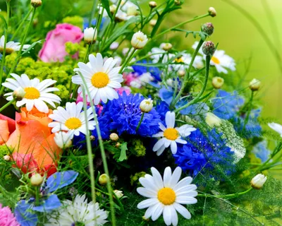 Картинки природа, лето, цветы, космея - обои 1366x768, картинка №291342