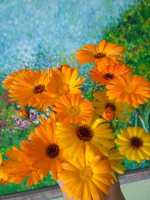 Летние цветы | Пикабу