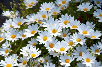 Летние цветы обои - 56 фото