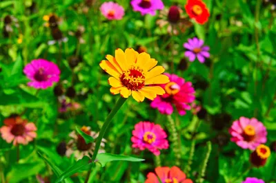 Красивые цветы-сухоцветы, или как продлить лето | 09.03.2023 | Партизанское  - БезФормата