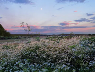 Лето на Камчатке – фото природы