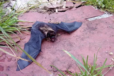 В Ивановском зоопарке откармливается летучая мышь из Пестяковского района