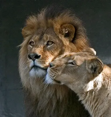 Картинка Лев и львица любовь: выберите формат для сохранения | Лев и львица  любовь Фото №503705 скачать