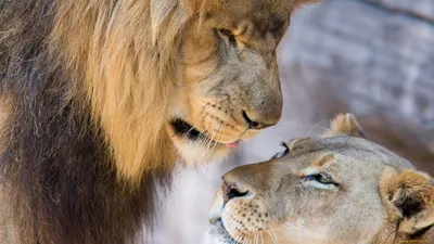 Обои Животные Львы, обои для рабочего стола, фотографии животные, львы,  парочка, львица, лев, любовь Обои для рабочего стола… | Животные,  Фотографии животных, Львы