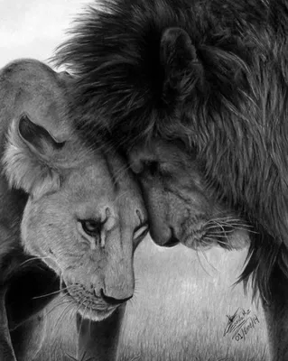 Сила в нас | Lion love, Lion pictures, Animals beautiful