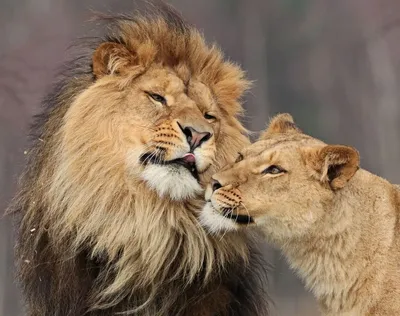 Лев и львица любовь: красивая фотография | Лев и львица любовь Фото №503694  скачать