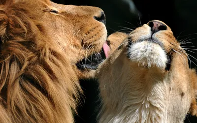 Скачать обои любовь, поцелуй, лев, львы, львица, раздел кошки в разрешении  1920x1200