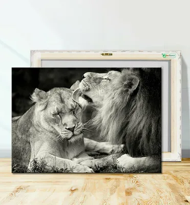 Картина на холсте для интерьера Львы, черно белый арт, лев и львица любовь  (2) 50х70 — купить в интернет-магазине по низкой цене на Яндекс Маркете