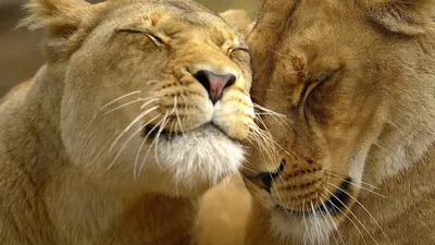 Лев и львица стоковое фото. изображение насчитывающей пары - 150889584