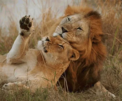лев и львица цитаты о любви｜Búsqueda de TikTok
