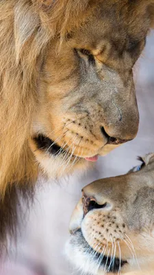 Львы целуются - картинки и фото koshka.top