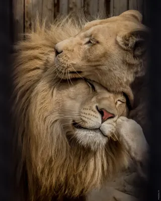 Лев и львица любовь: скачать в png или webp | Лев и львица любовь Фото  №503691 скачать