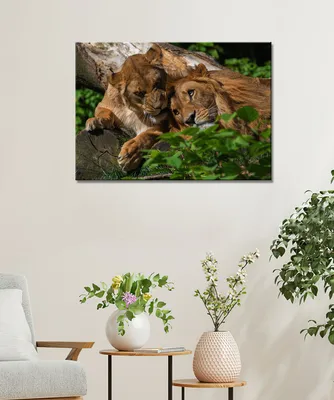 Картинки лев и львица любовь - 80 фото