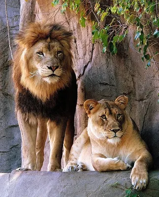 Картинки лев и львица (59 фото)
