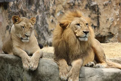 Лев и львица влюбленные» — создано в Шедевруме